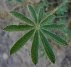 Lupinus nanus Leaf
